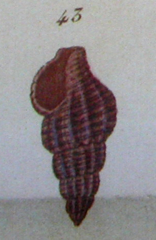 Fusus turritellatus  Dashayes, 1835